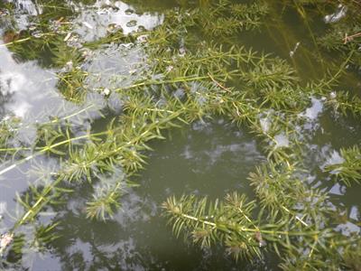 Hydrilla_verticillata-1-bsi-yercaud-salem-India.jpg