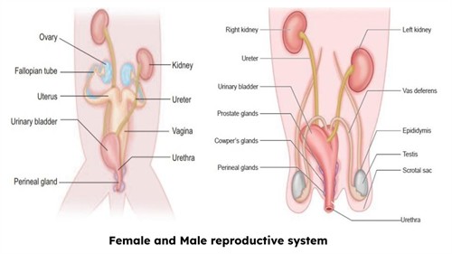 Class 7 Chapter 10 NCERT Exempler (3).jpg