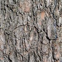 bark-196663_640.jpg