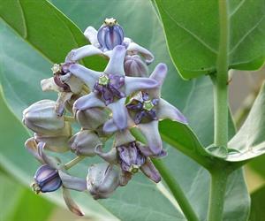 Calotropis_gigantea.jpg