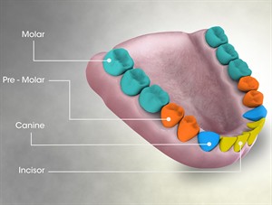 3D_Medical_Animation_Still_Showing_Types_of_Teeth.jpg