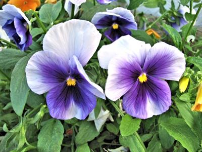 pansy-flower-655455_960_720.jpg