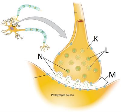 synaptic vesicles final.jpg