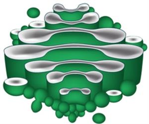 BeFunkycollage11 (14).jpg