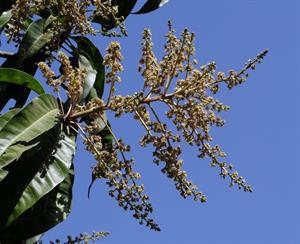 mangoflowers-238389_1920.jpg