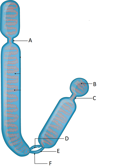 chromosome (1) label.png