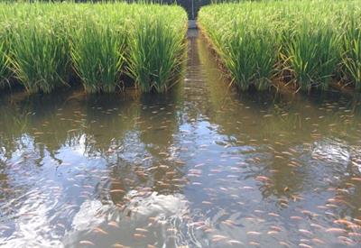 Rice-and-Fish-Farming..jpg