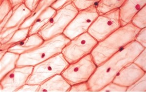epidermal-onion-cells-under-microscope-260nw-2206351289.jpg