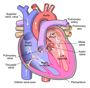 611pxDiagramofthehumanheartcroppedsvgw500.png
