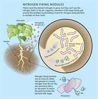 NitrogenFixingNodules1.jpg
